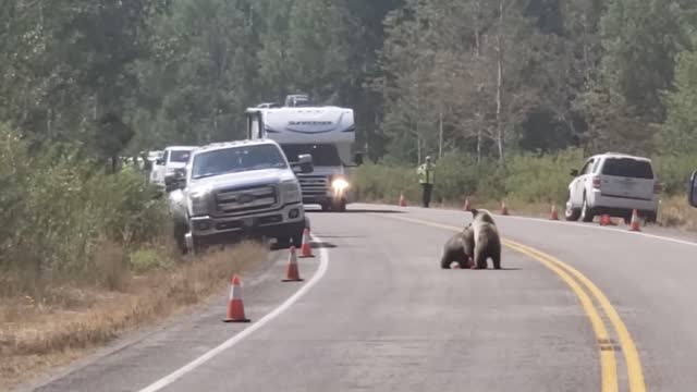 Grizzly Bear and her cubs in the road, trucks approaching