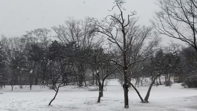 Peaceful forest with beautiful snow