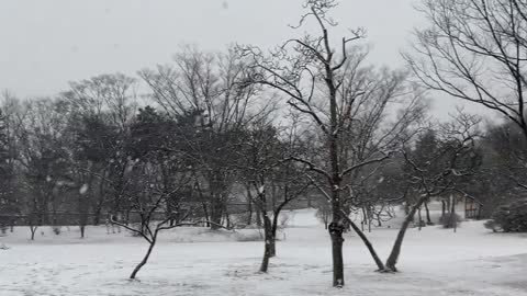 Peaceful forest with beautiful snow