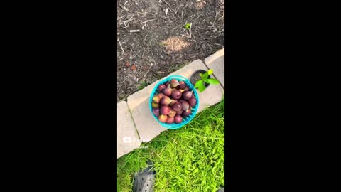 Growing & Harvesting Organic Figs