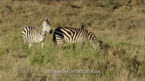 Cheetahs stalking Ostriches | One Life | BBC