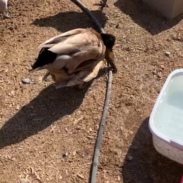 First Successful Duck Mating I've Seen