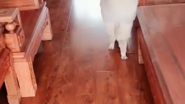 Funny and Cute Animal Fails Compilation 1