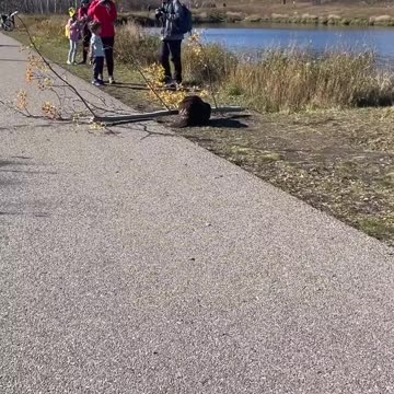 See how the mouse cut down the tree.