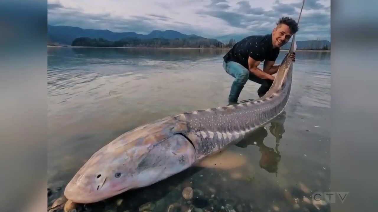 Lethbridge, Alta. man hauls in 350-lbs sturgeon on kayak