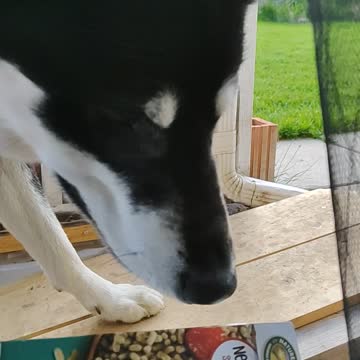 Saber the husky wanted something