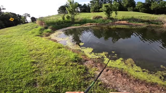 Topwater FROG ONLY in SMALL Ponds (COPS CALLED)