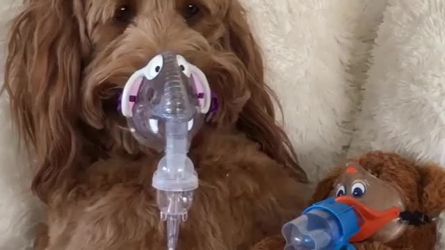 Funny Dog Videos 2021 It's time to LAUGH with Dog's life186