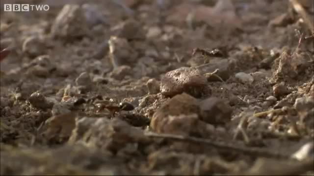 Ant colony raids a rival nest - Natural World_Cut.mp4