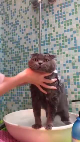 cats funny video cute