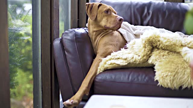 A Large Breed Dog On A Sofa