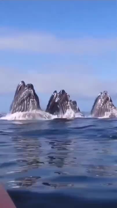whales devouring fish 🐳