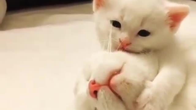 A cat playing with his mother