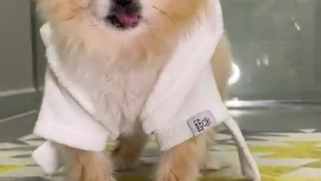 Dog funny video