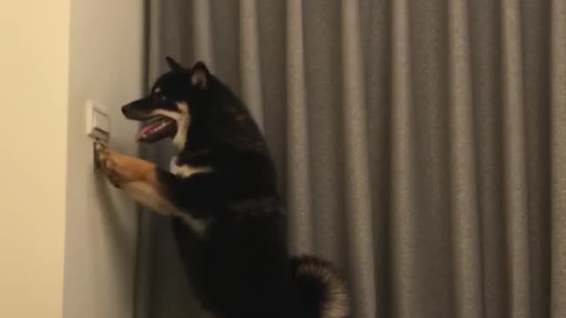 Dog Discovers the Light Switch