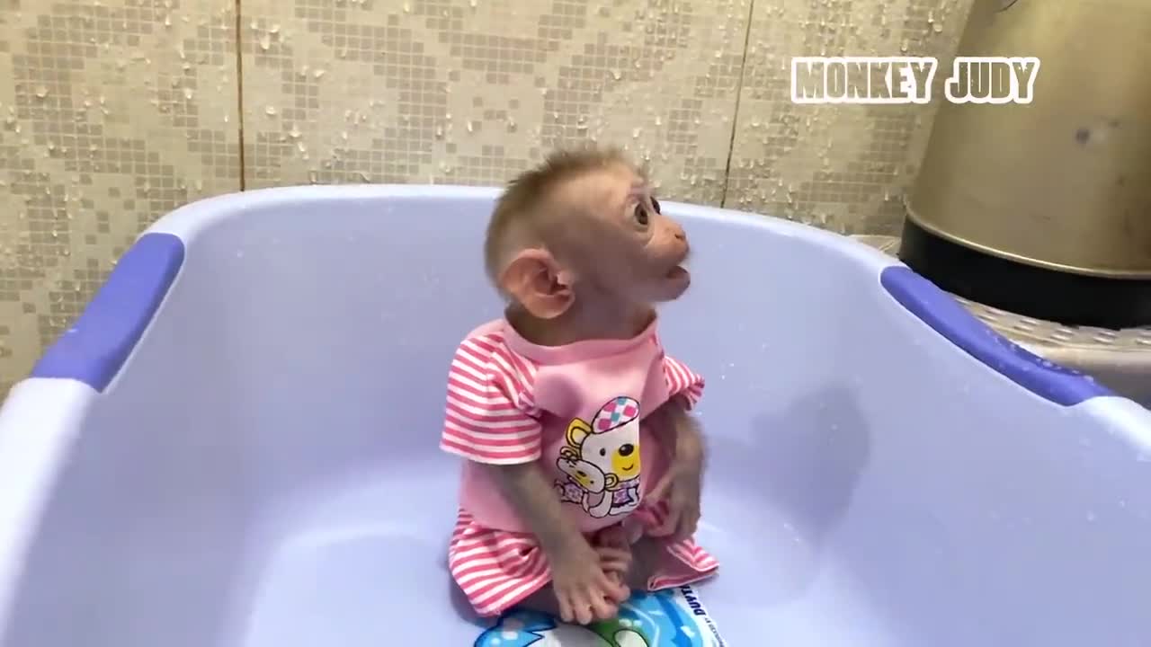 Looks So Sad!! Little Monkey Floyd Silently Sit In Basket Wait Mom Bathing