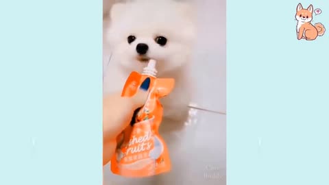 🤣 Funniest 🐶 Dogs 2021 - Awesome Funny Pet Animals Life Videos 😇