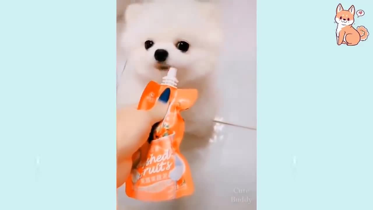 🤣 Funniest 🐶 Dogs 2021 - Awesome Funny Pet Animals Life Videos 😇