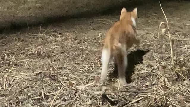 A cat in a fierce fight