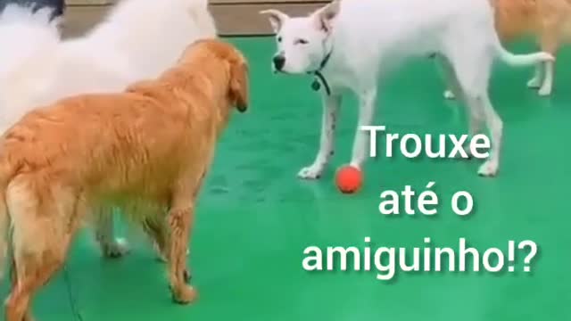 Dogs Fighting