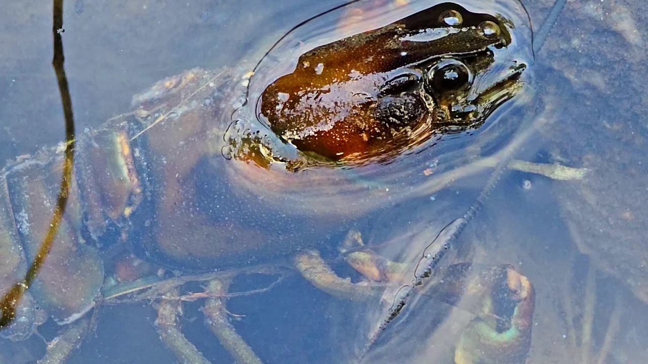 A dead crab in the water.