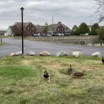 Feeding time for the “wild” ducks!