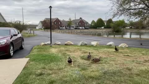 Feeding time for the “wild” ducks!