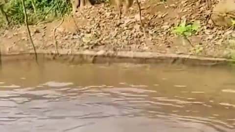 ANIMAIS SELVAGENS BATALHA DE SOBREVIVÊNCIA