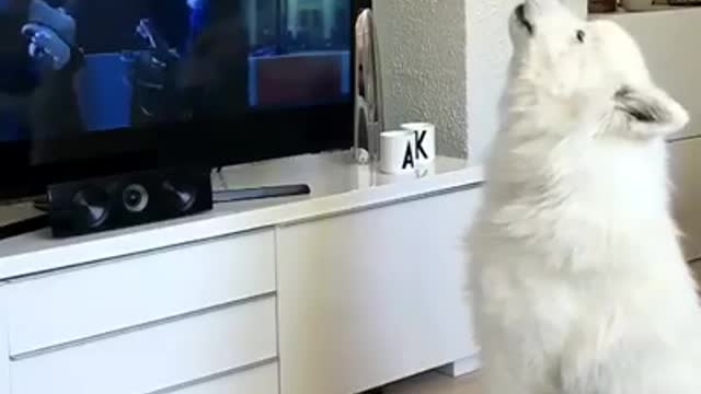 Try Not Laugh With Cute Dog - I'm Training A Wolf
