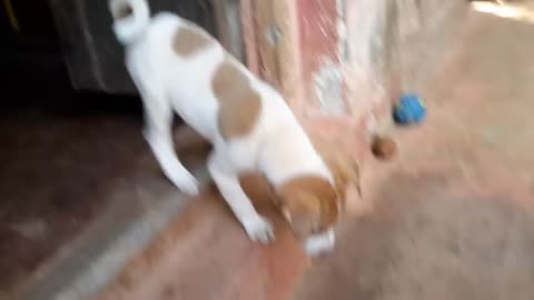 Dog Puppy-Cute Barking