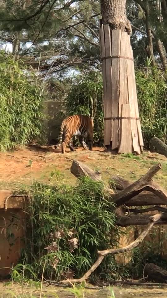 Tiger sneaking out of his place