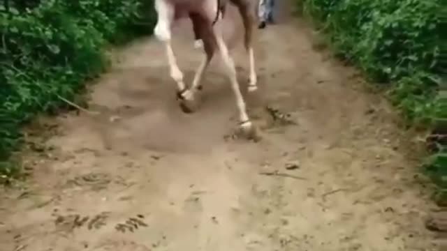 horse dan's status