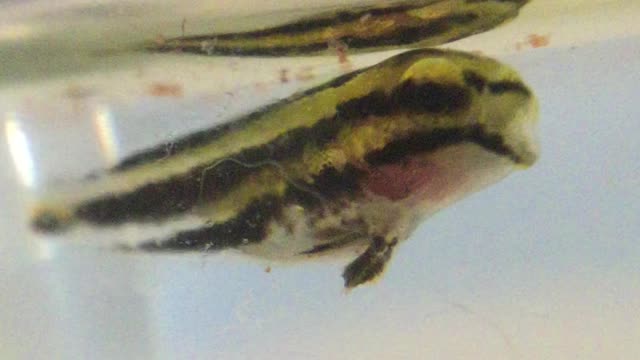 Hand raised striped blenny