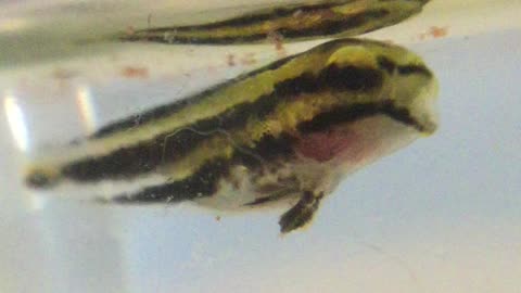 Hand raised striped blenny