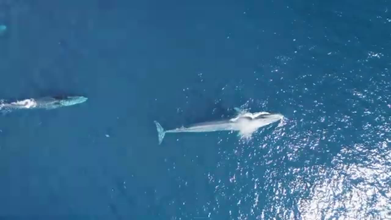 The Blue Whales Heart: Astonishing Facts About the Ocean Largest Gains!"** Blue whale