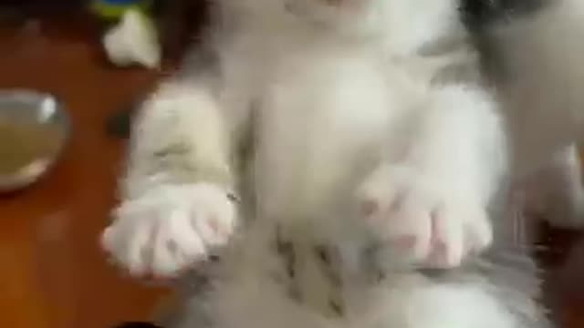 Greedy cat