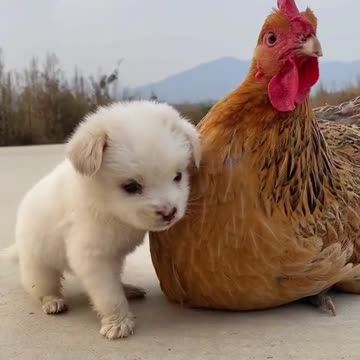 funny dog|dogs|funny dog videos|cute animals|funny animals|#cutedogs|#shorts