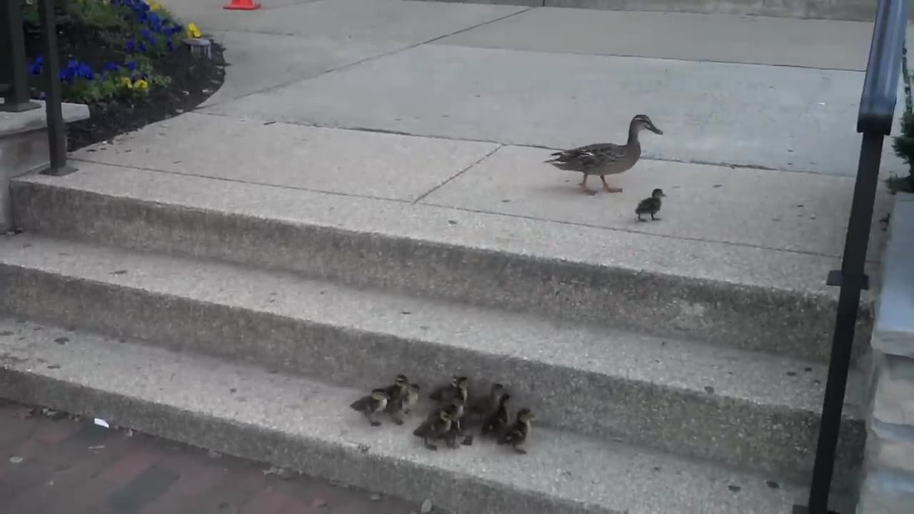 Duck babies and stairs