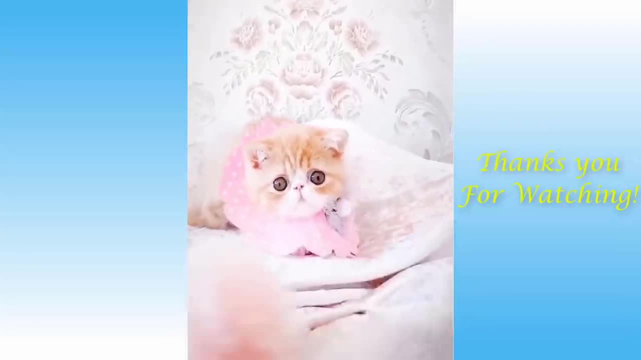 The Best FUNNY CATS Videos - Funny Animal