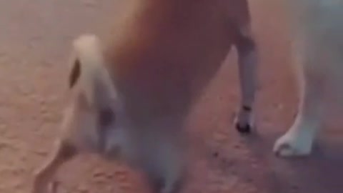 Funny dog dance