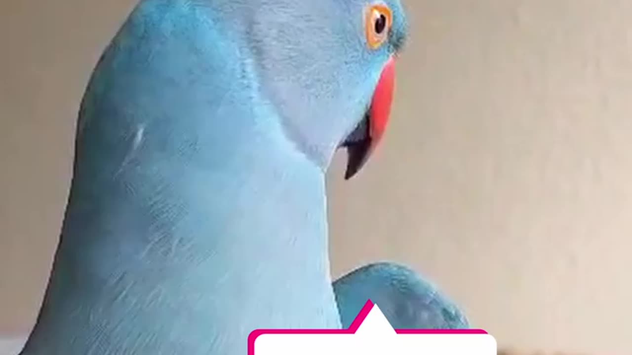 A parrot enjoys playing with a toy and talking to himself in front of a mirror