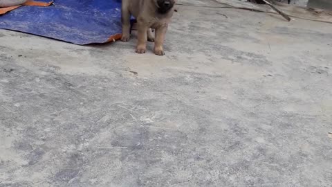 1 month old dog, and alert attitude