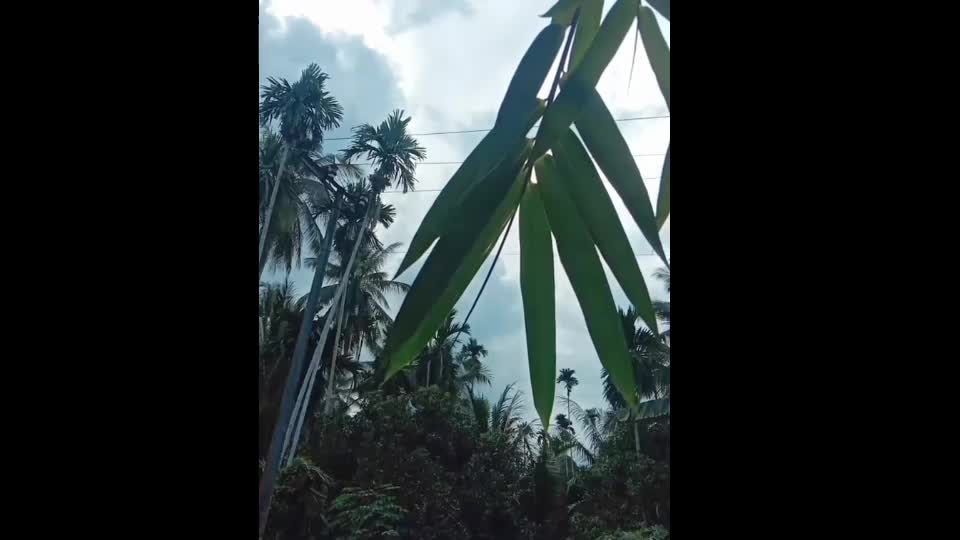the wind