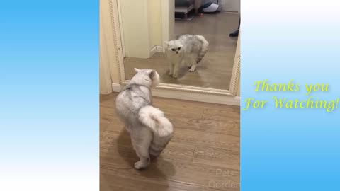 Cat and dog funny videos 😀😅