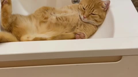 Cats sleep anywhere, including female and male