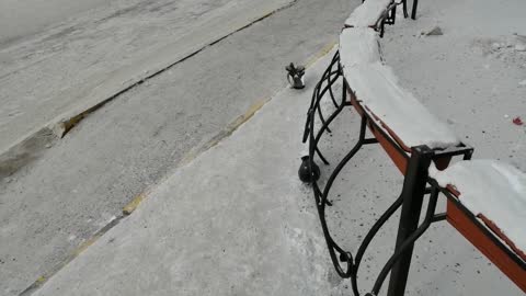 Beautiful pigeons walk in winter weather.