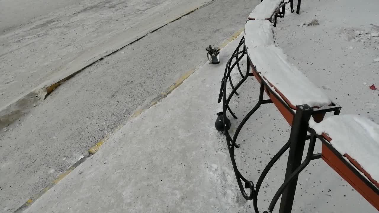 Beautiful pigeons walk in winter weather.
