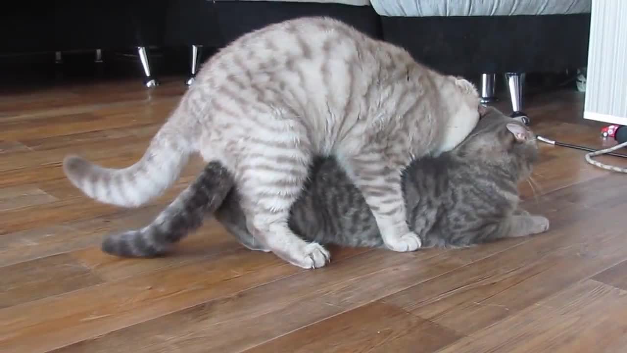 cat mating