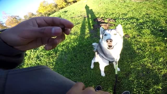 Funny dog learns to sit.