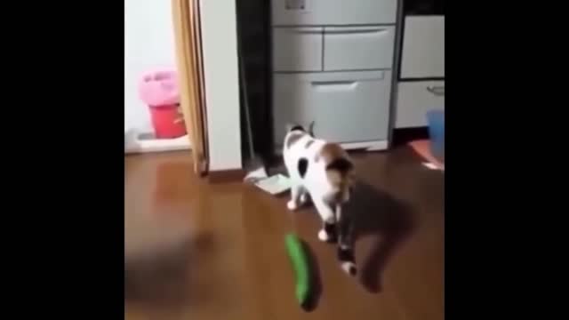 So scary! Cute Cats Scared of Cucumbers! 😻❤